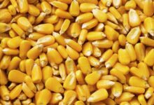 Corn kernels grain yellow stock harvest after dissolve d869