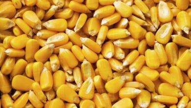 Corn kernels grain yellow stock harvest after dissolve d869