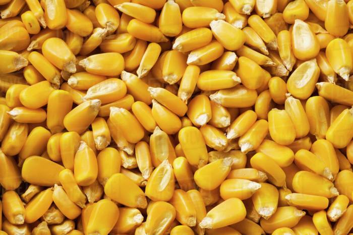 Corn kernels grain yellow stock harvest after dissolve d869