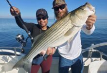 Chesapeake bay stuffed rockfish