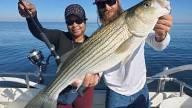 Chesapeake bay stuffed rockfish