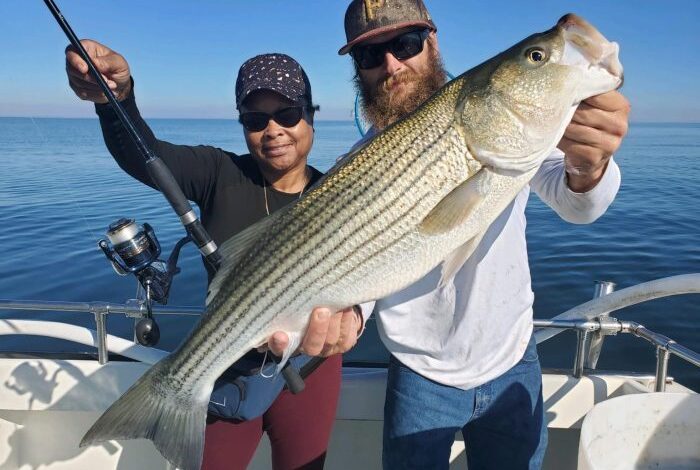 Chesapeake bay stuffed rockfish