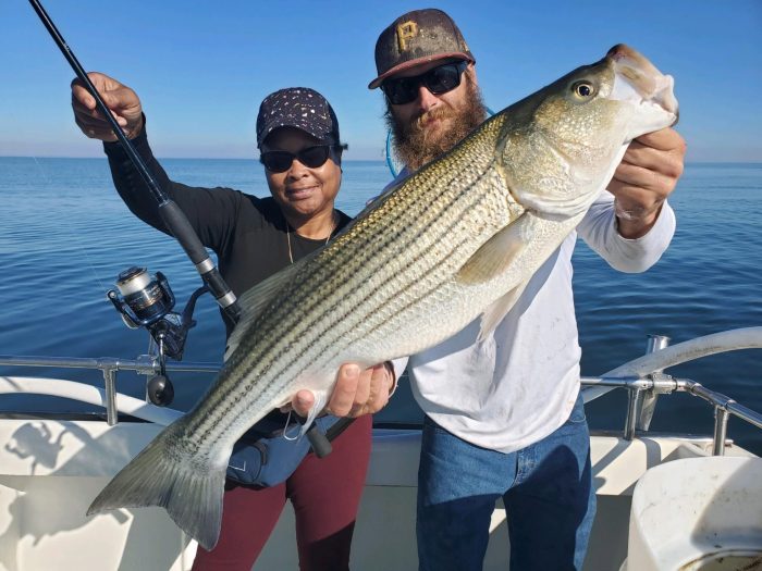 Chesapeake bay stuffed rockfish