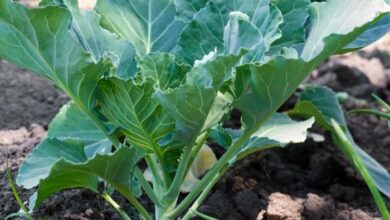 Greens collard beans broth