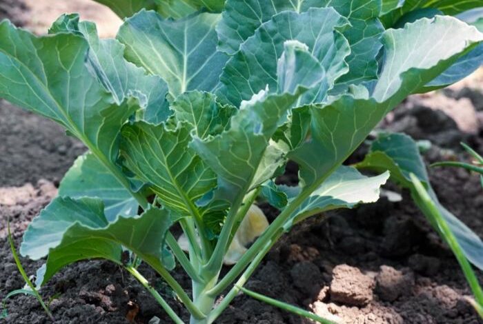 Greens collard beans broth