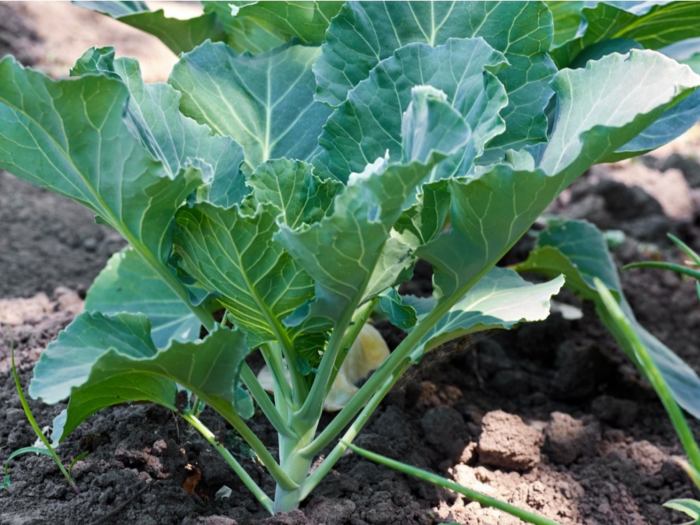 Greens collard beans broth