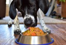 Homemade dog food with meat and vegetables