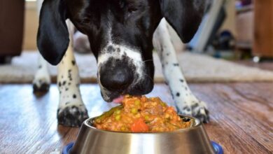 Homemade dog food with meat and vegetables