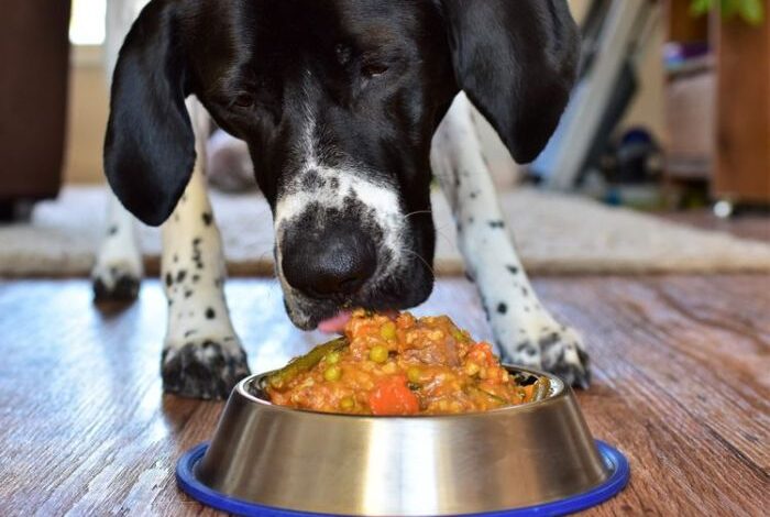 Homemade dog food with meat and vegetables