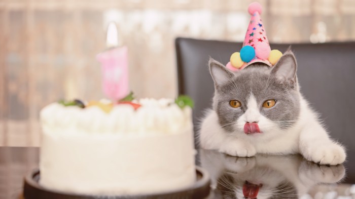 Birthday cake for your cat