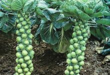 Oven roasted cauliflower brussels and broccoli