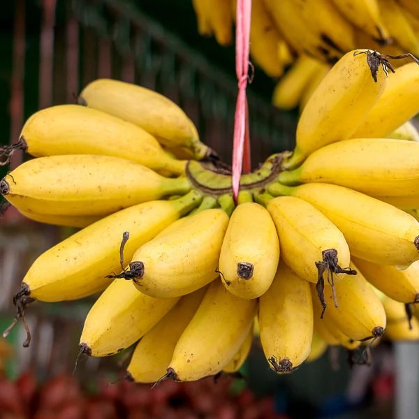 Banana bananas varieties