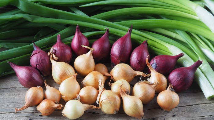 What is a shallot