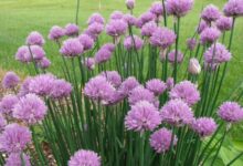 Pan fried chive flowers