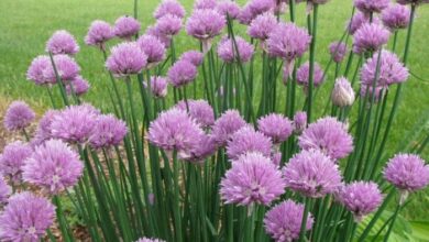 Pan fried chive flowers