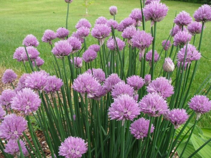 Pan fried chive flowers