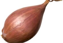 What is a shallot
