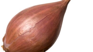 What is a shallot