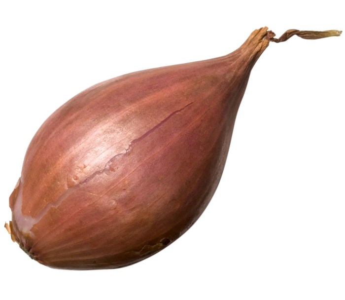 What is a shallot