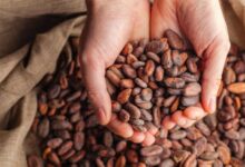 Difference between cocoa and cacao