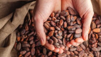 Difference between cocoa and cacao